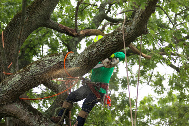 How Our Tree Care Process Works  in  Mount Healthy Heights, OH